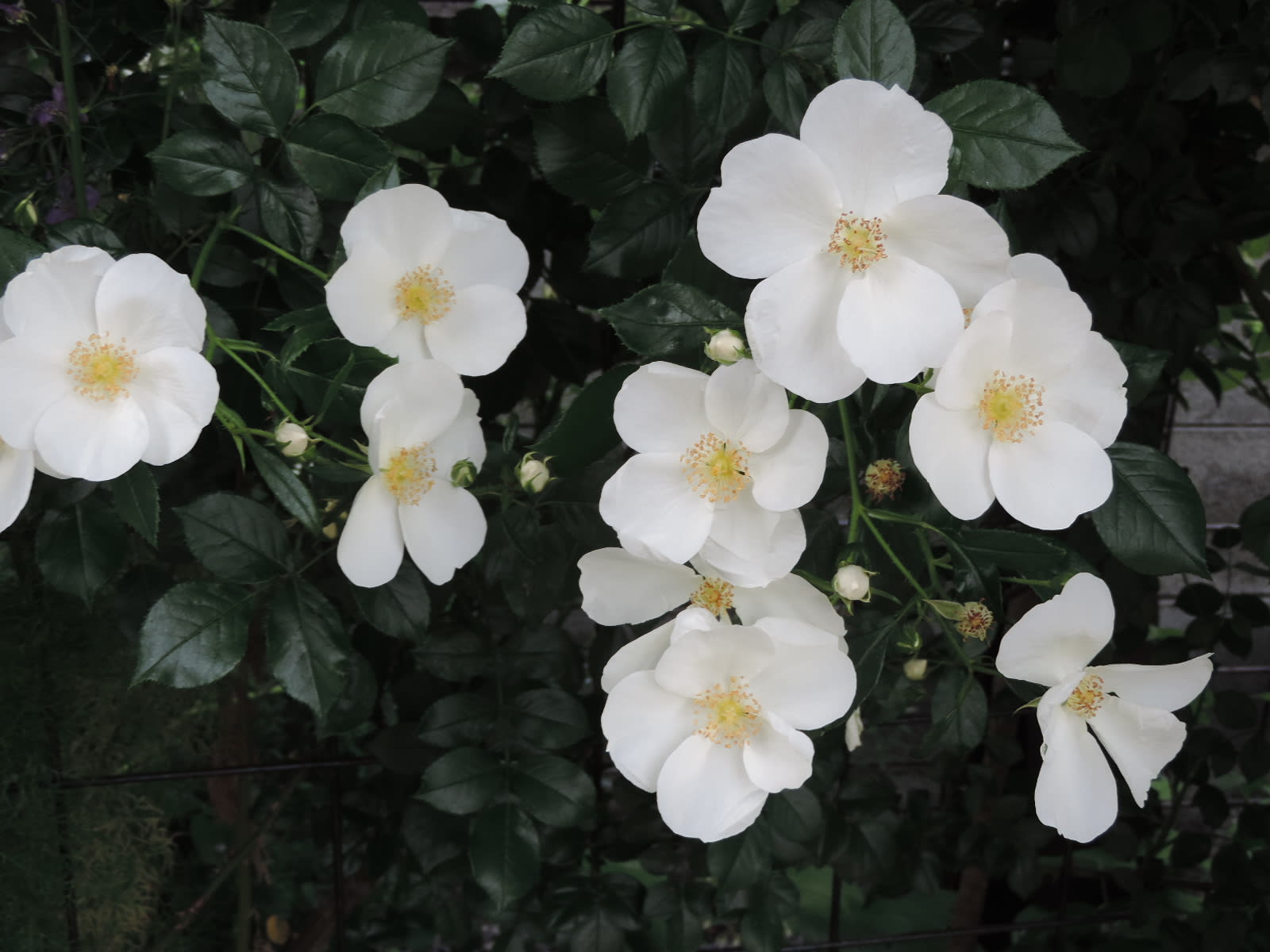 東側通路の白いバラ つるアイスバーグ サリーホルムズ フラウホレ 四季彩ガーデンにようこそ
