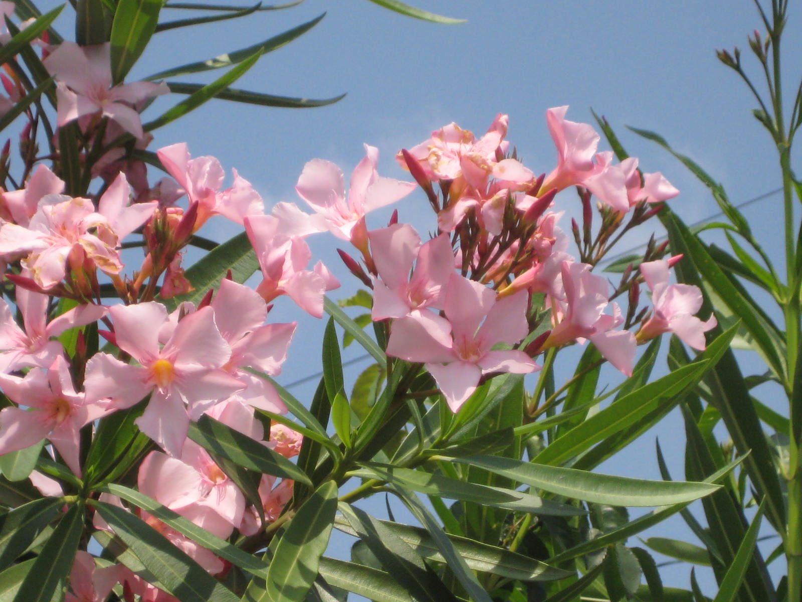 キョウチクトウ 夾竹桃 花熟里 けじゅくり の静かな日々 キョウチクトウ 夾竹桃 花熟里 けじゅくり の静かな日々