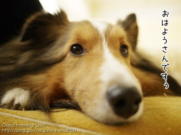 看板犬は疲れるのですぅ おはよう クーちん シェルティのお散歩日記 看板犬は疲れるのですぅ おはよう クーちん シェルティのお散歩日記