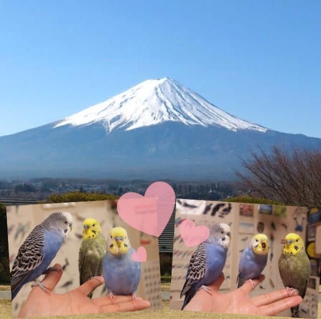 富士山のお土産 鳥バカ日記