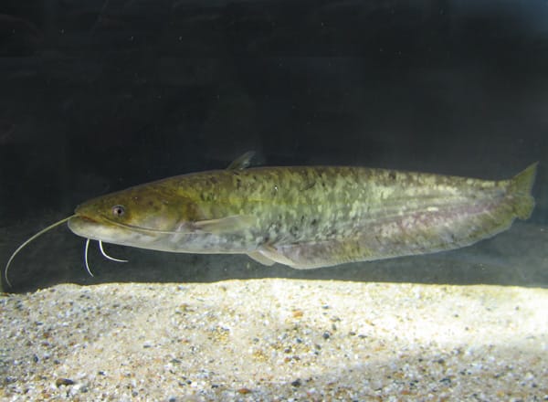 川や湖の魚