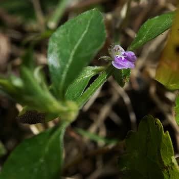 キツネノマゴの花は 草丈１ｃｍから クロスバイクで元気