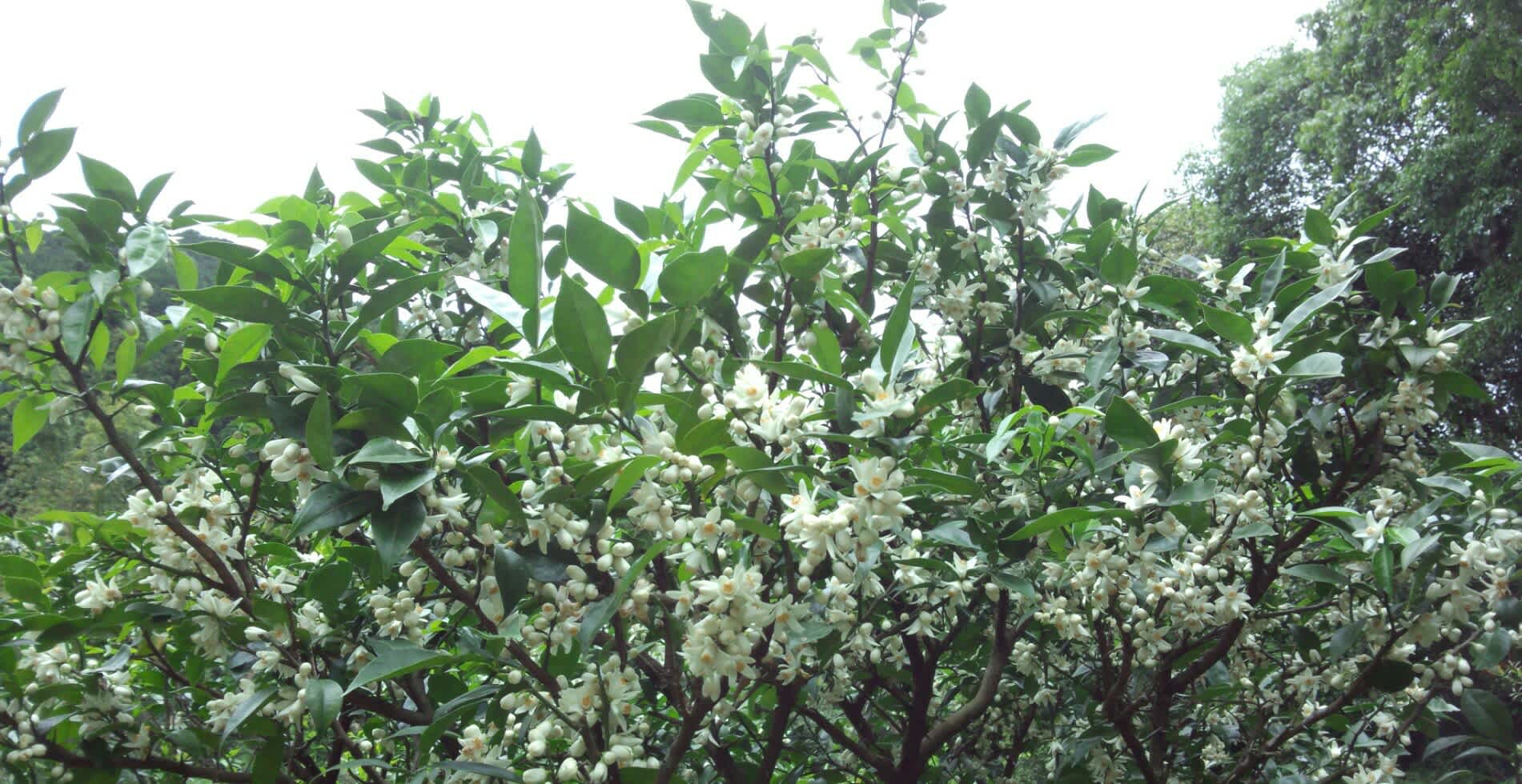 ゆずの花が咲きました きくちゃん日記 ゆずの花が咲きました きくちゃん日記