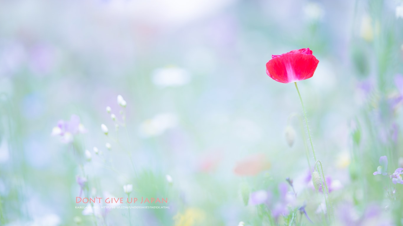 花咲く公園 壁紙ing管理人の写真ブログ