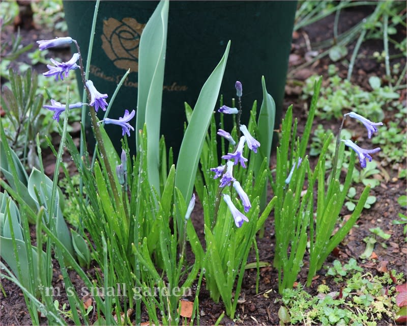 ローマンヒヤシンス クレマチスの蕾 布マスク製作オシマイ M S Small Garden Milky Mamaの小さな庭