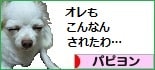 にほんブログ村 犬ブログ パピヨンへ