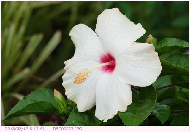 ハイビスカス 白い花 一重咲 散歩写真