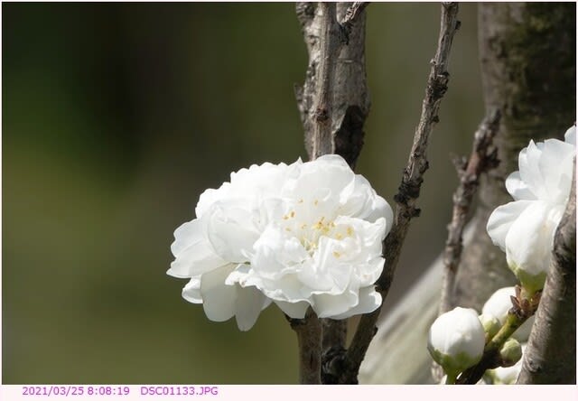 ハナモモ テルテモモの白い花 散歩写真
