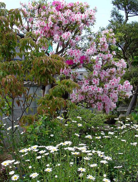 ５月の庭２ 花木 Koba の庭 春夏秋冬