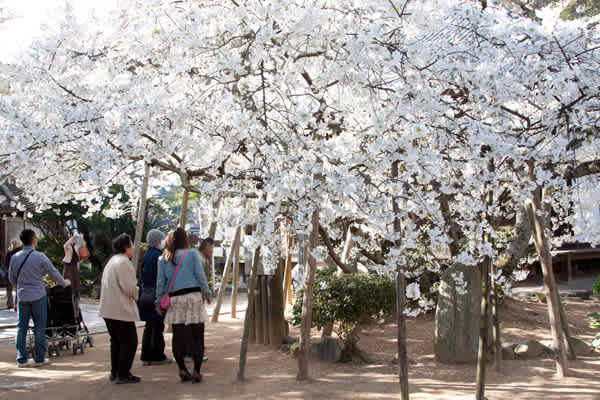 乳母桜 - 気になる植物たち