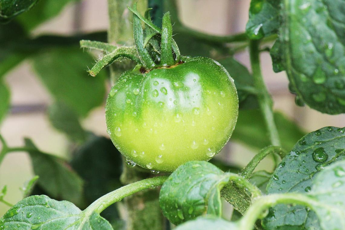 わが家のポット菜園の画像