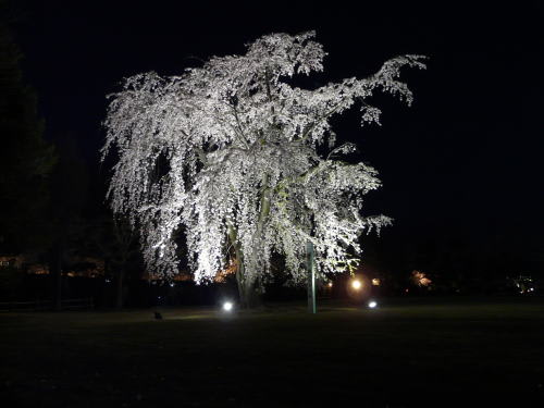 ライトアップされた「加藤清正公駒繋ぎの桜」