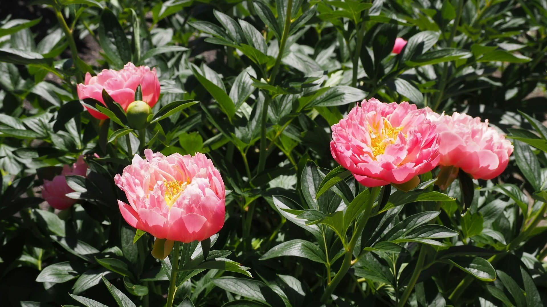 牡丹が終わり 芍薬がつぎつぎ開花 京都で定年後生活