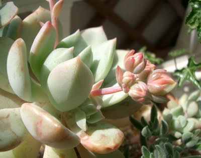 自分で作った鉢に多肉寄せ植え わすれんぼ 自分で作った鉢に多肉寄せ植え わすれんぼ