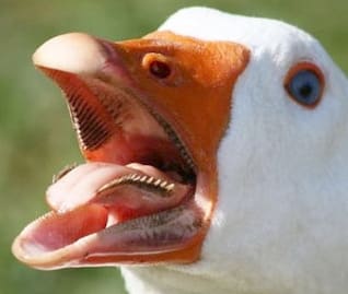 ガチョウの ガーコ きのむくままに ガチョウの ガーコ きのむくままに