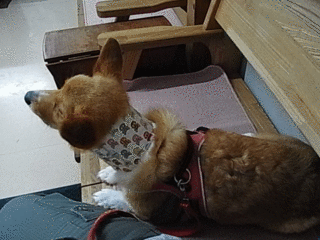 コンプリート 犬型のケーキを食べる主人を見た犬 すべてのギフト画像を無料でダウンロード コンプリート 犬型のケーキを食べる主人を見た犬 すべてのギフト画像を無料でダウンロード