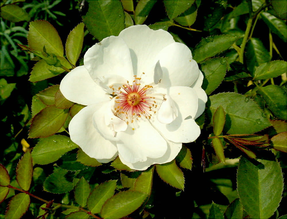 天才チェリスト ジャクリーヌ デュ プレの薔薇 花の公園 俳句 ing 天才チェリスト ジャクリーヌ デュ プレの薔薇 花の公園 俳句 ing