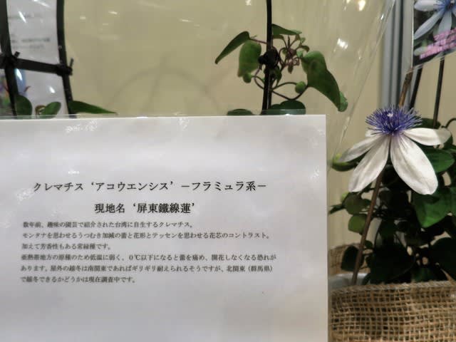 クレマチス・アコウエンシス