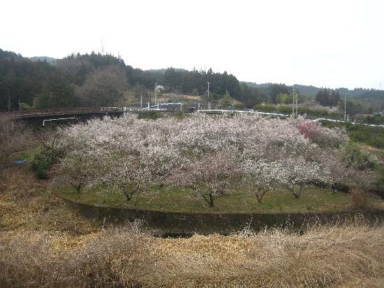 14年3月の風景 小田原の端々