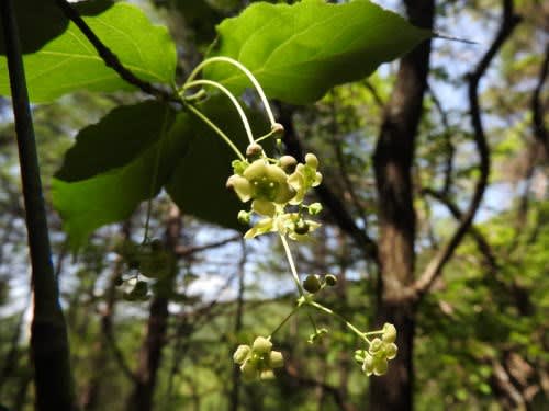 高ボッチ高原・鉢伏山で最近咲いている花　オオツリバナ（大吊花） 