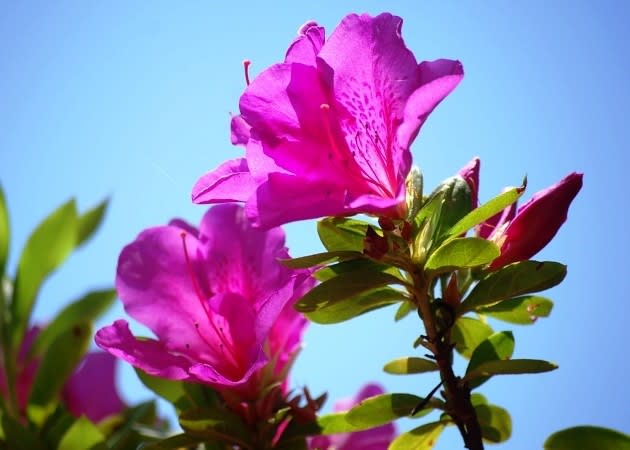 オオムラサキツツジ 大紫躑躅 鮮やかな紅紫色の大輪花 く にゃん雑記帳