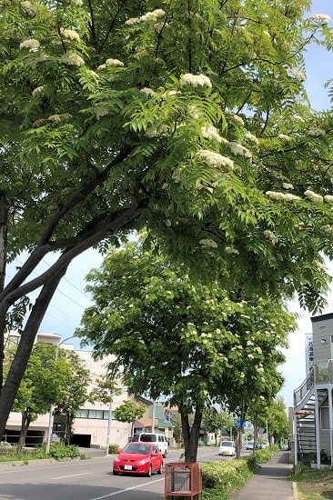 満開に花咲かす 街路樹 ナナカマド 残しておきたい今日の1枚 満開に花咲かす 街路樹 ナナカマド 残しておきたい今日の1枚