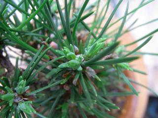 三河黒松 二番芽の芽かき 吾唯知足 小さな盆栽宇宙