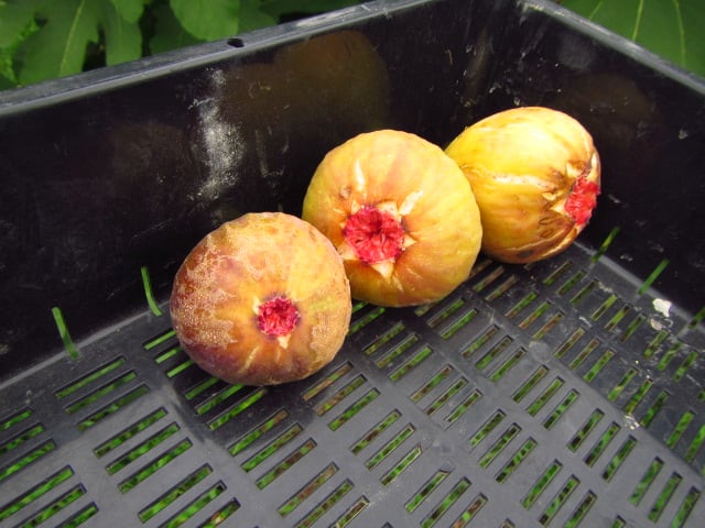 イチジク 早生日本種 蓬莱柿 の収穫開始 大好き 野菜の時間