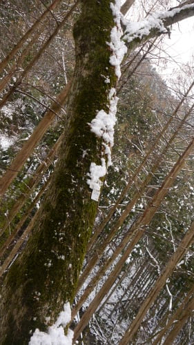 雪の木 樹樹日記