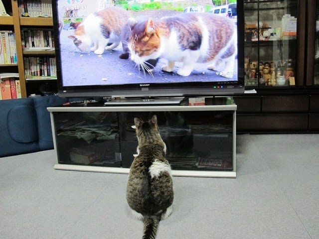 テレビ鑑賞 花と動物大好きおばさん