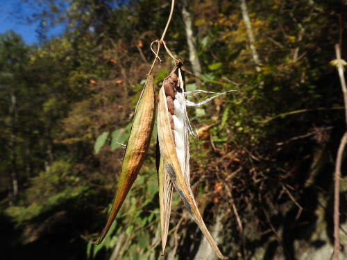 高ボッチ高原・鉢伏山で最近見る事の出来る実・種　イケマ（牛皮消）