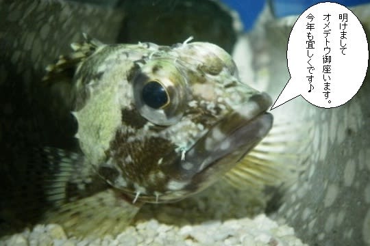 続 ワカサギの切身を与えてみた カサゴ マハゼの飼育と生態観察日記
