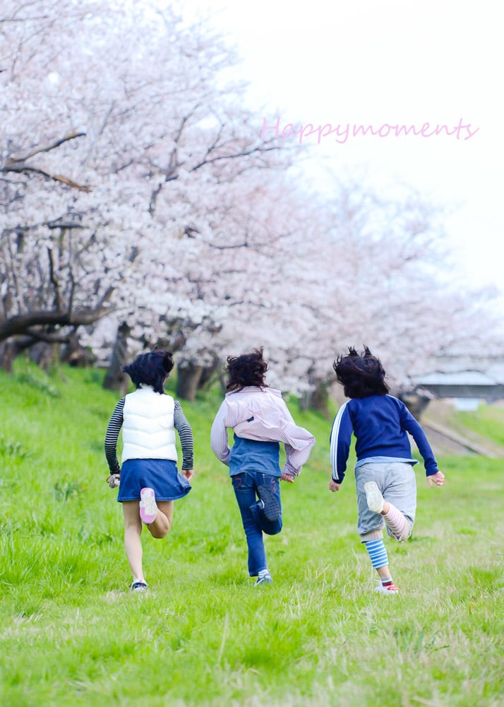 汐見公園の桜はまだ 福井県坂井市三国町平野写真館から Happymoments みんな笑顔で