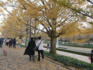 09年11月のブログ記事一覧 気ままな主婦の気ままなブログ