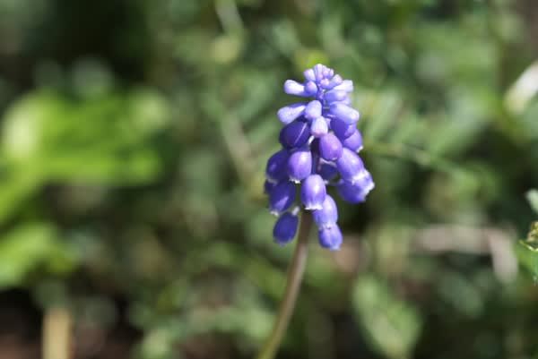 ムスカリ 春に地面を青で彩る花は1月30日の誕生花 Aiグッチ のつぶやき