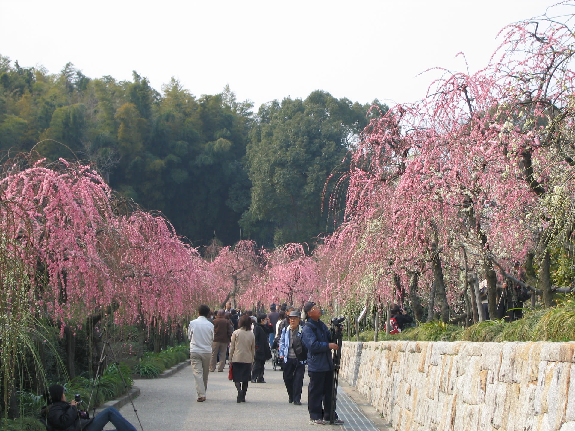 迷走！花を求めて・・・の画像