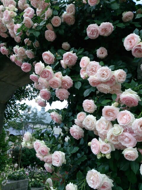 ちょっとお出かけ 初夏の庭園へ ザ トレジャーガーデン館林 アニバーサリーanniversaryの花たち