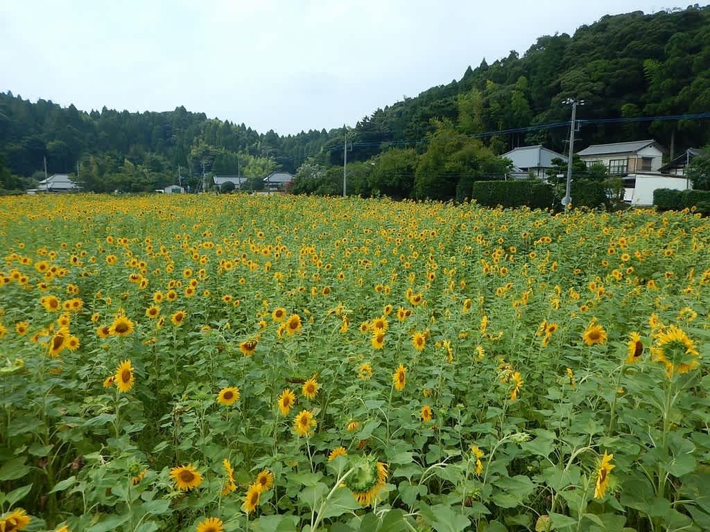 平成29年 大網白里市ひまわり畑 - 白井 一裕 社長のブログ