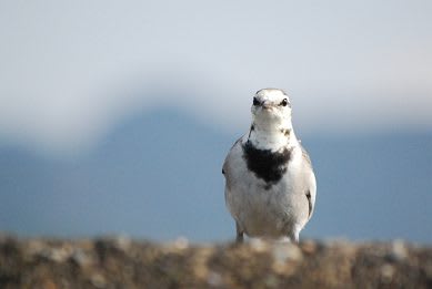 冬鳥増えてきました 里山人雑記