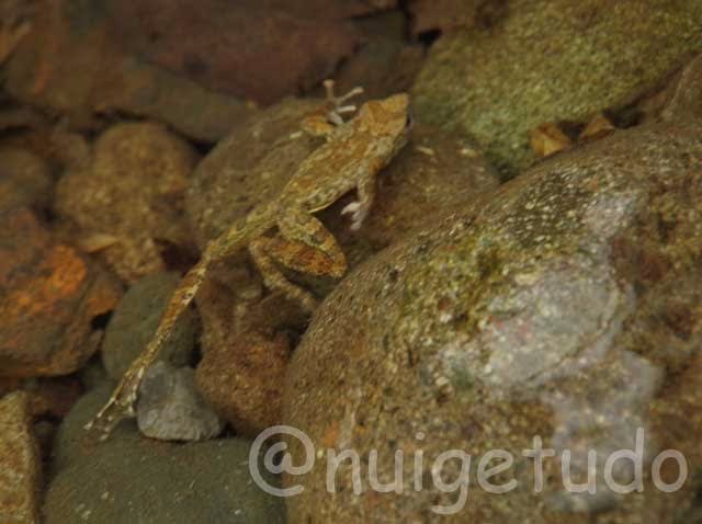 カジカガエル上陸 ひばかり日和 カジカガエル上陸 ひばかり日和