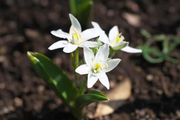 オーニソガラム ハナニラと同じくベツレヘムの星とよばれる花は5月3日の誕生花 Aiグッチ のつぶやき