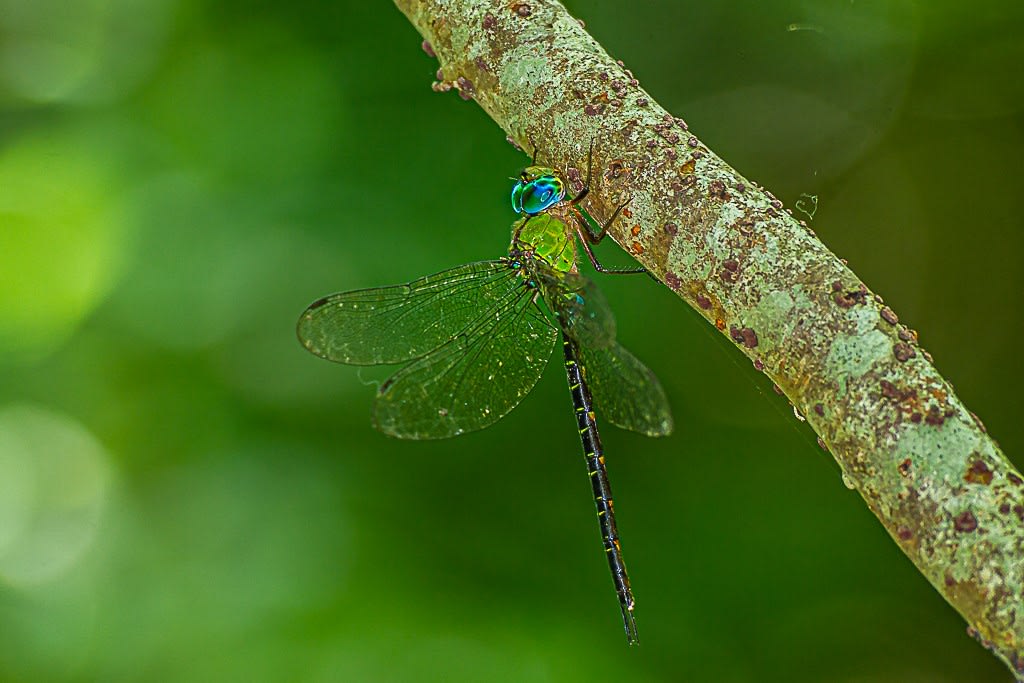 カトリヤンマの写真