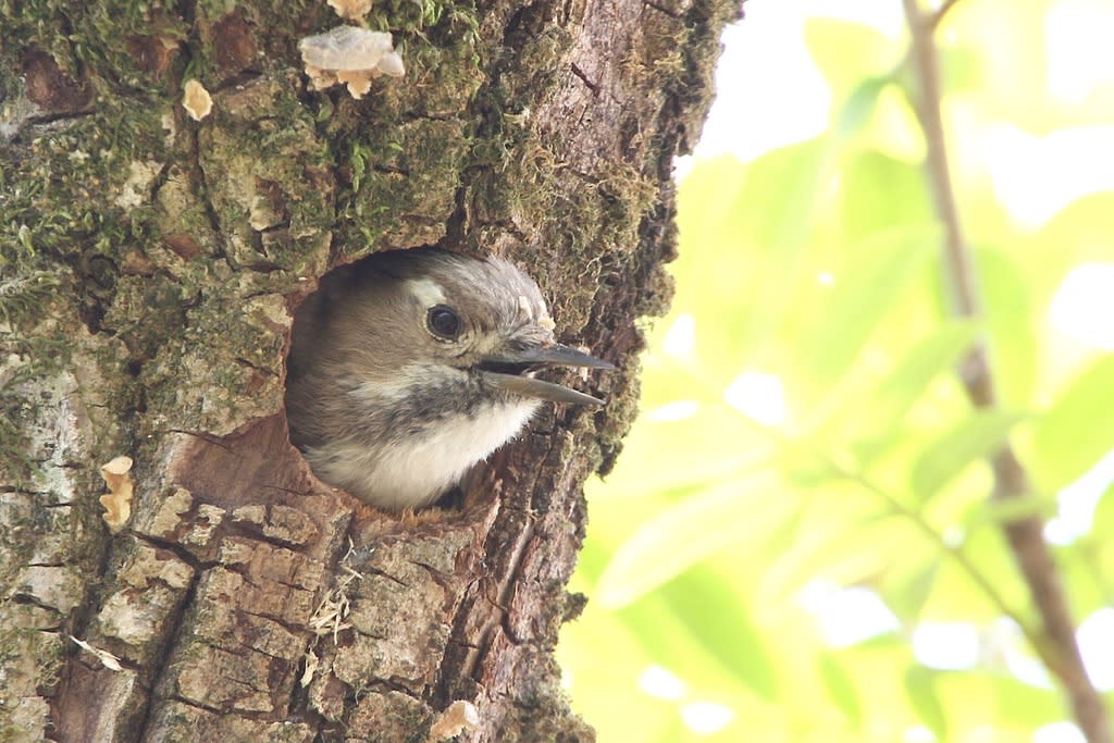 巣穴から顔を覗かせる コゲラ 自然を求めて近辺ぶらり