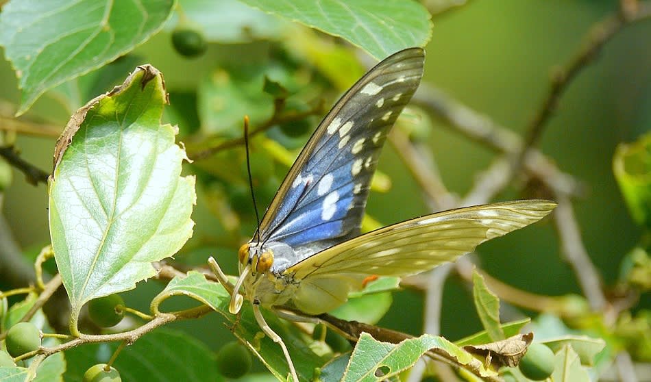 彩の国 嵐山町 蝶の里公園 飛翔準備のオオムラサキ 比企の丘