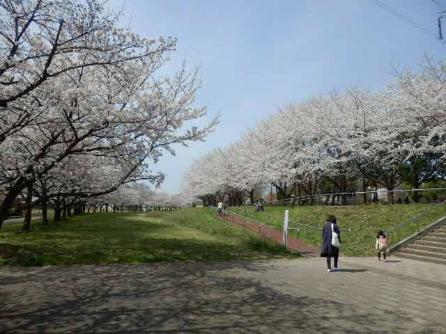 川越水上公園の桜並木 川越雑記帳２ 川越見て歩き