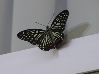 アゲハ蝶でなく外来種のアカボシゴマダラです ネイチャーワールド Http Www2 Odn Ne Jp o 子供の頃の自然の中での想い出