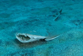 カスザメ ピーフィッシュ 海日記 カスザメ ピーフィッシュ 海日記