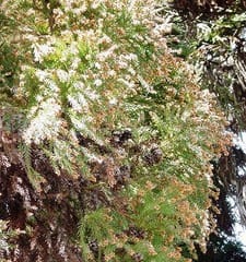 杉鉄砲 日々のことを徒然に 杉鉄砲 日々のことを徒然に