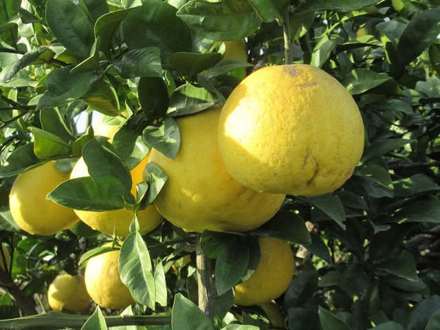 実家の柑橘系果物 シーマンの趣味のブログ