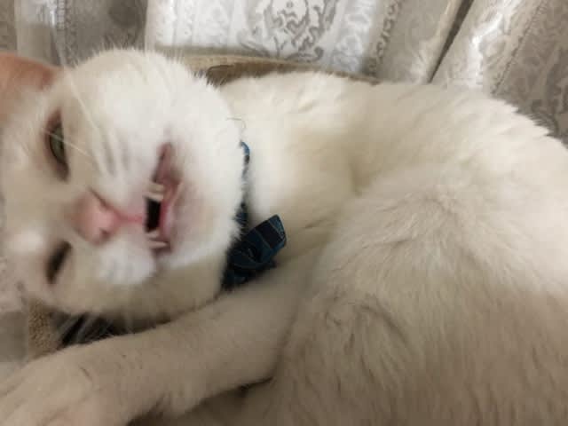 猫の怖い顔選手権 犬は吠えるがキャラバンはすすむ 猫の怖い顔選手権 犬は吠えるがキャラバンはすすむ